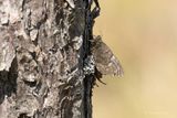 Baltische toendravlinder - Baltic grayling - Oeneis jutta