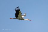 Ooievaar - White stork - Ciconia ciconia