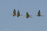 Grutto - Black-tailed godwit - Limosa limosa
