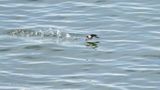 Zwarte zeekoet - Black guillemot - Cepphys grylle