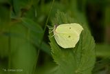 Citroenvlinder - Common brimstone - Gonepteryx rhamni
