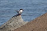 Noordse stern - Arctic tern - Sterna paradisaea