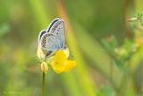 Vals heideblauwtje - Idas blue - Plebejus idas