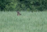Ree - Roe deer - Capreolus capreolus