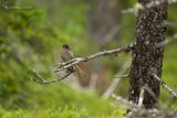 Tagagaai - Siberian jay - Perisoreus infaustus