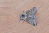 Kleine hermelijnvlinder - Sallow kitten - Furcula furcula