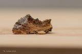 Esdoorntandvlinder - Maple prominent - Ptilodon cucullina