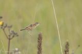 Graszanger - Zitting cisticola - Cisticola juncidis