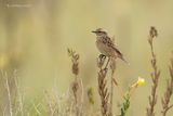 Paapje - Whinchat - Saxicola rubetra