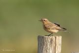 Tapuit - Northern wheatear - Oenanthe oenanthe