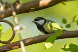Koolmees - Great tit - Parus major