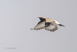 Woestijntapuit - Desert wheatear - Oenanthe deserti