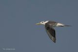 Grote kuifstern - Great crested tern - Thalasseus bergii