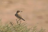 Izabeltapuit - Isabelline wheatear - Oenanthe isabellina