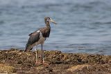 Abdims ooievaar - Abdims stork - Ciconia abdimii