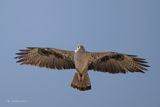 Havikarend - Bonellis eagle - Aquila fasciata