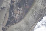 Bosuil - Tawny owl - Strix aluco