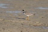 Bontbekplevier - Common ringed plover - Charadrius hiaticula
