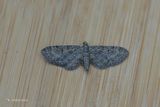 Lindedwergspanner - Pauper pug - Eupithecia egenaria