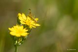 Sikkelsprinkhaan - Sickle-bearing bush-cricket - Phaneroptera falcata