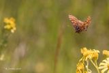 Steppeparelmoervlinder - Nickerls fritillary - Mellicta aurelia