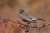 Merle dAmrique / American Robin