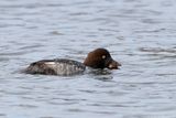 Garrot à oeil dor / Common Goldeneye