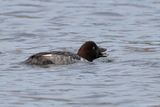 Garrot à oeil dor / Common Goldeneye