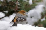 Durbec des sapins / Pine Grosbeak