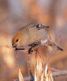 Durbec des sapins / Pine Grosbeak