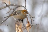 Durbec des sapins / Pine Grosbeak