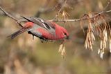 Durbec des sapins / Pine Grosbeak