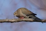 Tourterelle triste / Mourning Dove