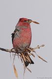 Durbec des sapins / Pine Grosbeak