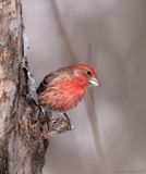 Roselin familier / House Finch