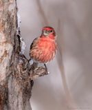 Roselin familier / House Finch