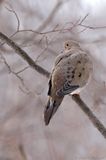 Tourterelle triste / Mourning Dove