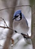 Geai bleu / Blue Jay