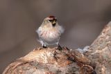 Sizerin blanchâtre / Hoary Redpoll