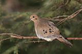Tourterelle triste / Mourning Dove