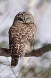 Chouette rayée / Barred Owl