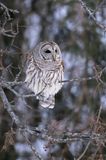 Chouette rayée / Barred Owl