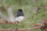 Junco ardoisé / Dark-eyed Junco