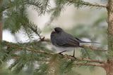 Junco ardoisé / Dark-eyed Junco