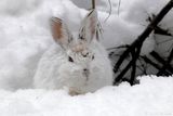 Lièvre dAmérique / Snowshoe Hare