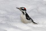 Pic chevelu / Hairy Woodpecker