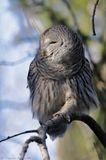 Chouette rayée / Barred Owl