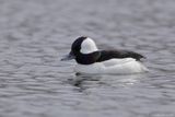 Petit Garrot / Bufflehead