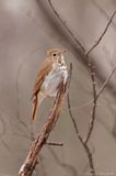 Grive fauve / Veery