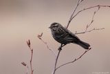 Carouge à épaulette / Red-winged Blackbird